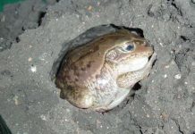 Ếch ngủ trong bùn