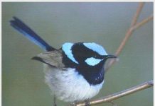 Chim biết học ngôn ngữ của loài khác