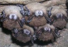 Các nhà khoa học tháo gỡ bí ẩn hội chứng mũi trắng