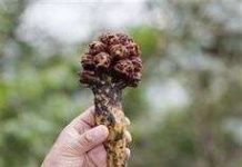 Loài hoa lạ hồi sinh sau hơn 20 năm