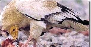 Động vật cũng dùng thuốc kích thích