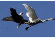 Trận chiến ngoạn mục trên không Trận chiến ngoạn mục trên không