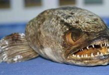 Tìm thấy cá hung tàn ở Anh