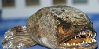 Tìm thấy cá hung tàn ở Anh