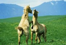 Ngựa nhận ra nhau qua tiếng hí Ngựa nhận ra nhau qua tiếng hí