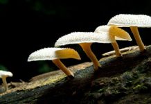 Một loại nấm ở Amazon có thể được dùng để tái chế nhựa