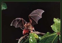 Tại sao dơi ăn trái cây lại ăn cả đất