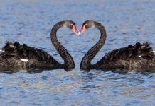 Các động vật có tỉ lệ đồng tính cao nhất trong tự nhiên