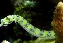 Cá bố mang thai rồi diệt con