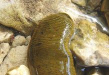 Khám phá giật mình về loài đỉa – loài có 32 bộ não Khám phá giật mình về loài đỉa - loài có 32 bộ não