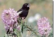 Chim sẻ cái thích "tốt gỗ hơn nước sơn"