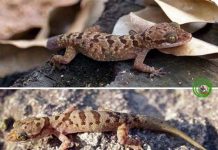 Phát hiện loài ếch cây sần và thằn lằn ngón mới