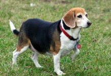 Chó hiện đại bị "mất gốc"