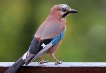 Tại sao chim không bạc lông khi già?