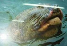 Bí ẩn về "tiếng nói" của sinh vật