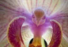 Ngắm hoa phong lan hình chim bay