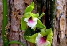 Vẻ đẹp lan vani ở Khánh Hòa Vẻ đẹp lan vani ở Khánh Hòa