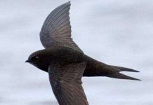 ‘Sứ giả mùa xuân’ có nguy cơ tuyệt chủng 'Sứ giả mùa xuân' có nguy cơ tuyệt chủng