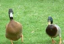 Nuôi vịt trên cạn