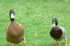 Nuôi vịt trên cạn