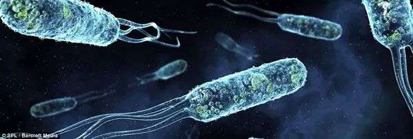 Thế giới “kì thú” của vi khuẩn trong cơ thể người