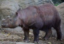 Tê giác vượt 10.000 dặm tìm bạn tình giao phối