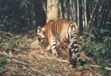 Hành động ngay để cho loài hổ một đường sống Hành động ngay để cho loài hổ một đường sống