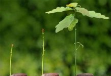 Góc cành cây chịu ảnh hưởng của trọng lực