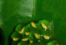 Biến đổi khí hậu có thể tác động lên sự tiến hoá của loài ếch