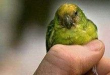 Phát hiện loài vẹt chỉ nhỏ bằng ngón tay cái Phát hiện loài vẹt chỉ nhỏ bằng ngón tay cái