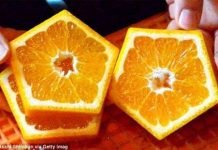 Kỳ lạ những quả cam hình ngũ giác có một không hai