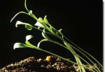 Chất kích thích sinh trưởng còn nhiều tranh cãi về độc tính