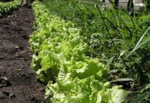 Tại sao người Tây Tạng sống được trên mái nhà thế giới? Những công nghệ mới giúp thanh lọc khí CO2 khỏi bầu khí quyển