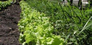 Những công nghệ mới giúp thanh lọc khí CO2 khỏi bầu khí quyển