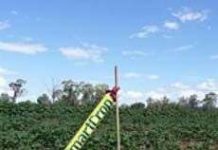 Thiết bị giúp cây “nhắn tin” cho nông dân khi chúng gặp hạn hán