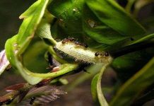 Sâu bướm biến kiến thành vệ sĩ như thế nào?