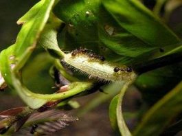 Sâu bướm biến kiến thành vệ sĩ như thế nào?