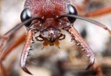 Vì sao kiến thống trị thế giới?