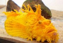 Bắt được cá mú mặt quỷ màu vàng vô cùng quý hiếm