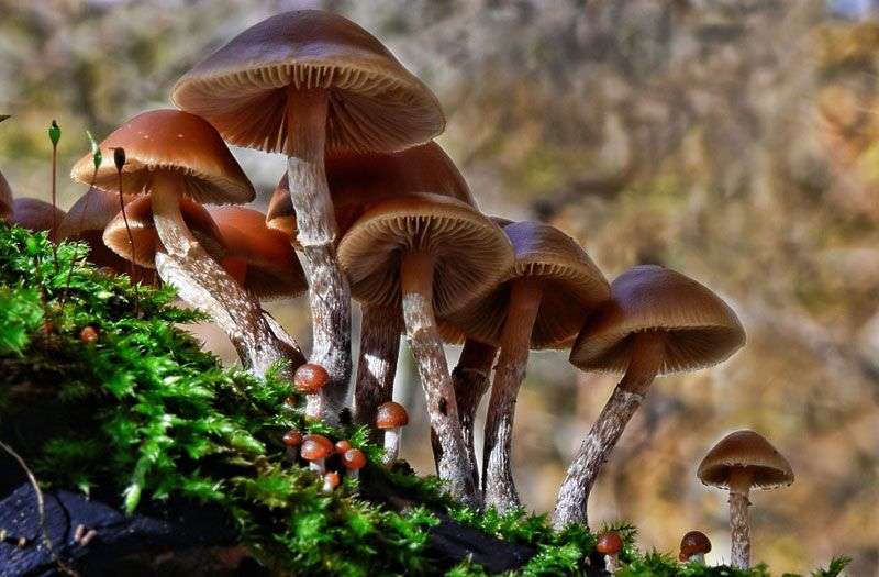 10 loại nấm độc nguy hiểm nhất thế giới