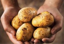 Phát hiện bí ẩn về bệnh tàn rụi ở khoai tây Phát hiện bí ẩn về bệnh tàn rụi ở khoai tây