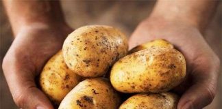 Phát hiện bí ẩn về bệnh tàn rụi ở khoai tây