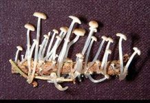 Cây nấm phát sáng