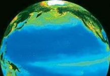 Sinh vật phù du góp phần tạo ra siêu bão