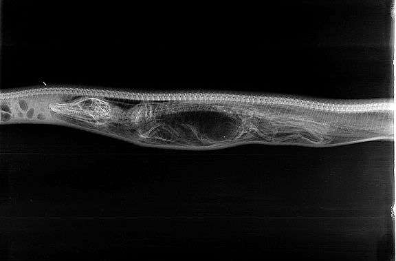 Chùm ảnh X-quang trăn tiêu hóa cá sấu trong bụng gây sốc