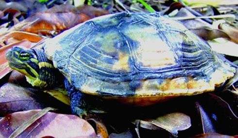Lập trạm cứu hộ bảo tồn rùa quý hiếm Trung Bộ