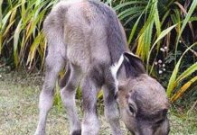 Chuyện lạ về Trâu