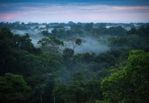 Cần 300 năm để hoàn thành thống kê thực vật rừng Amazon