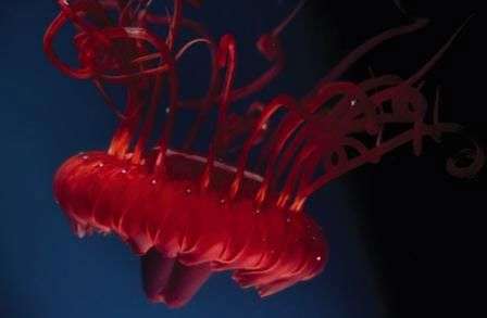 Những sinh vật biển kỳ lạ ở dải san hô ngầm