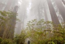 Cây cối có thể “nổi giận” vì trái đất nóng lên